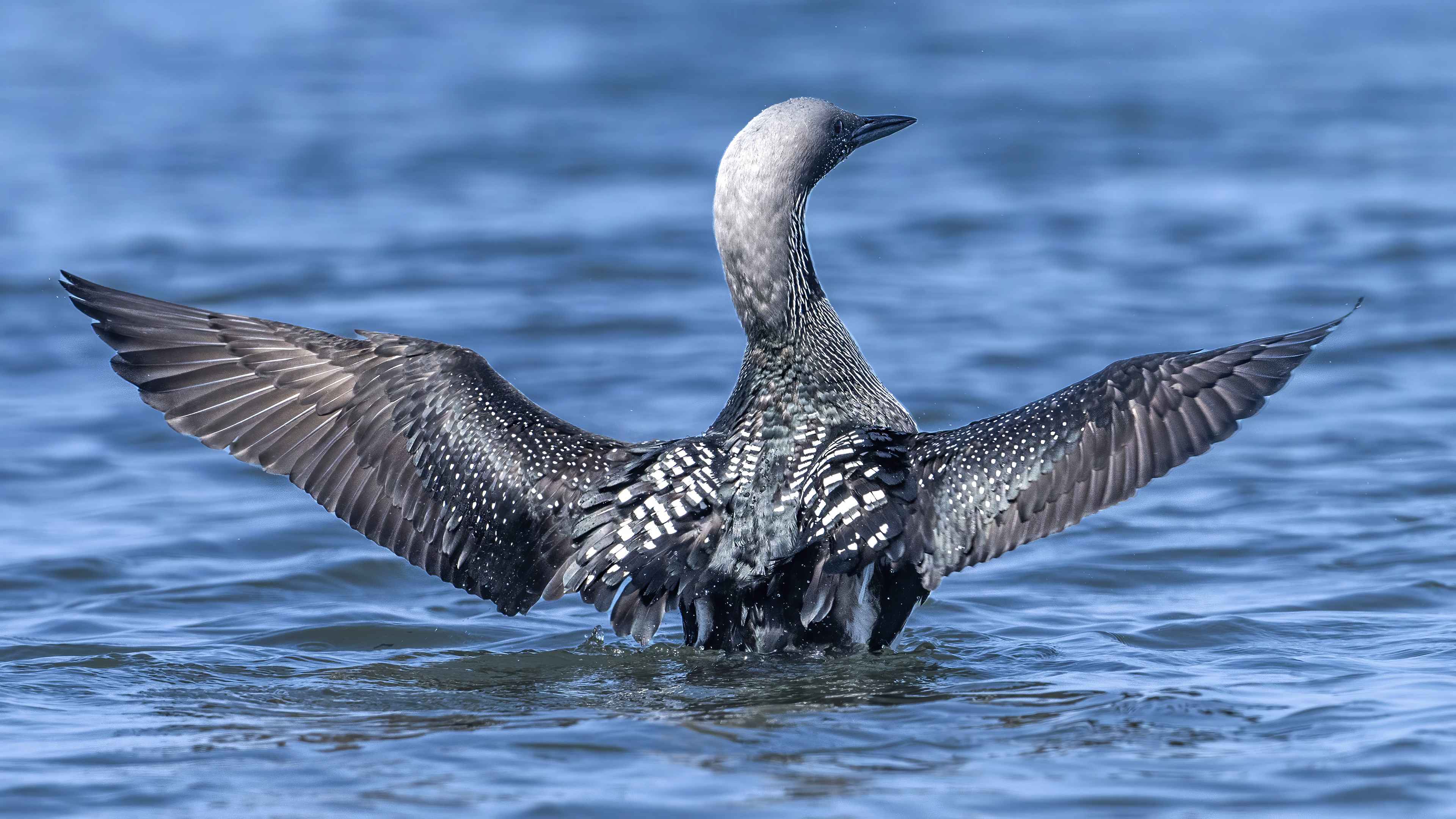 Arctic Loon